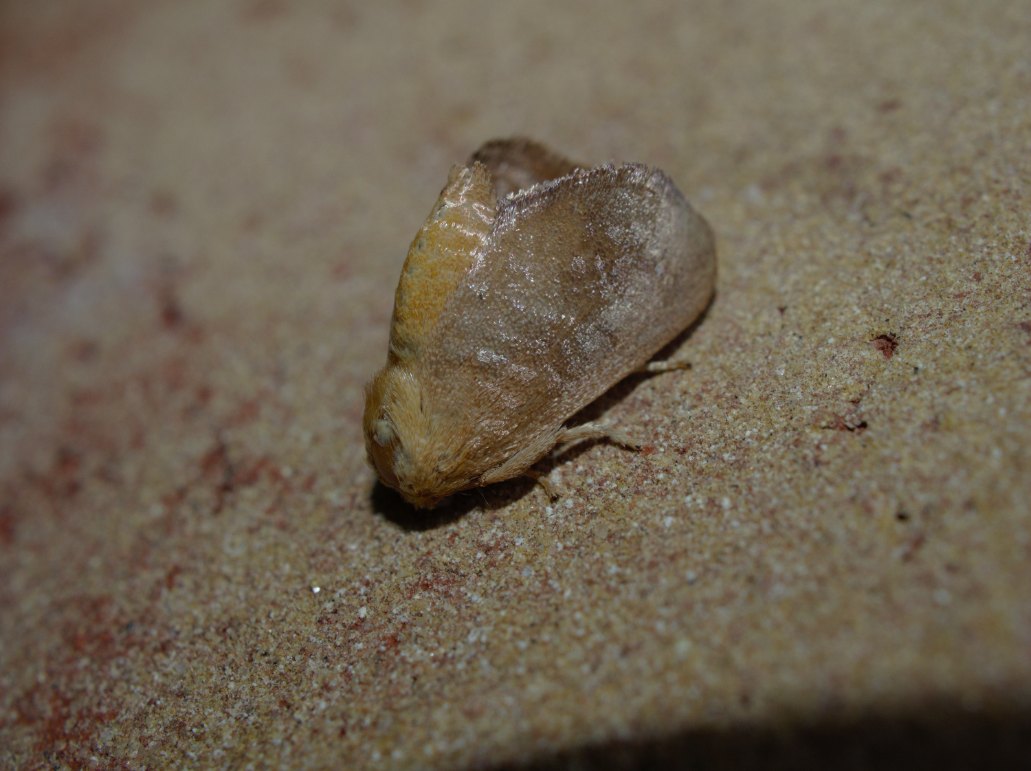 King of the slugs_20200724.jpg